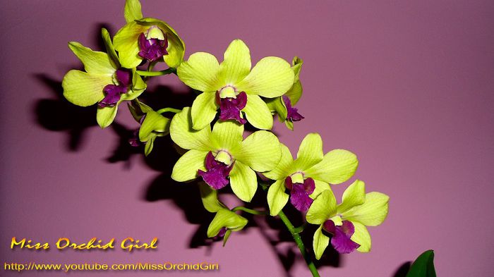 Dendrobium Burana Green Star; Achizitie - Martie 2013
Parfumat - floral, acrisor-dulce
