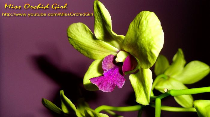 Dendrobium Burana Green Star; Achizitie - Martie 2013
Parfumat - floral, acrisor-dulce
