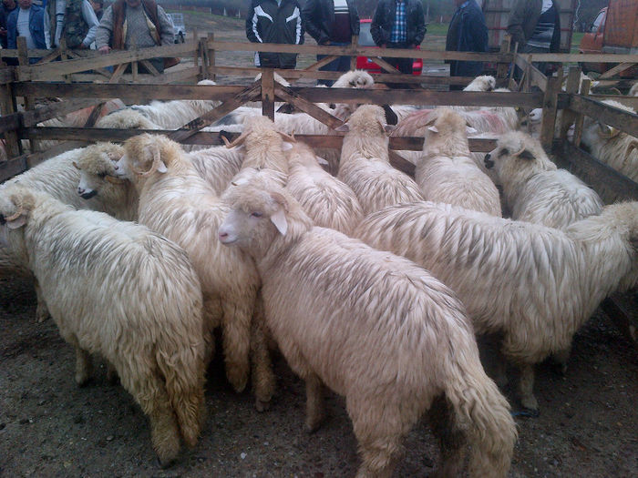 IMG-20131110-00866 - oi bale