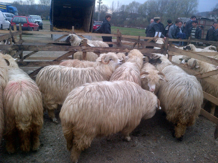 IMG-20131110-00879 - oi bale