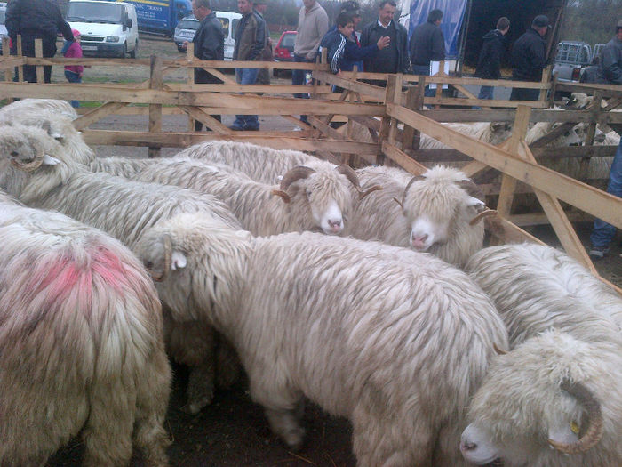 IMG-20131110-00882 - oi bale