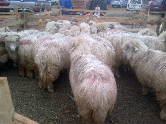 IMG-20131110-00888 - oi bale