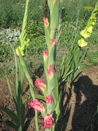 gladiole - flori