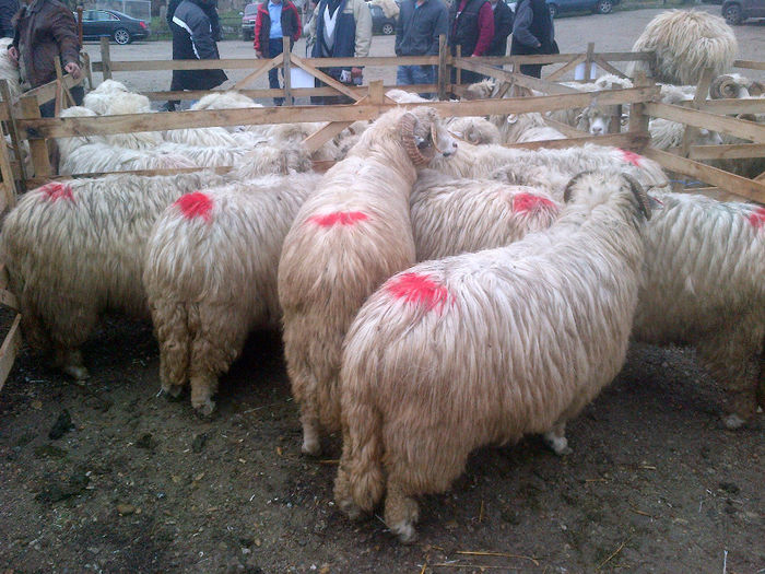 IMG-20131110-00893 - oi bale