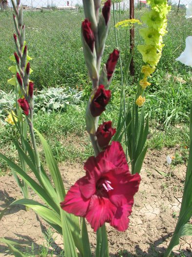 gladiole