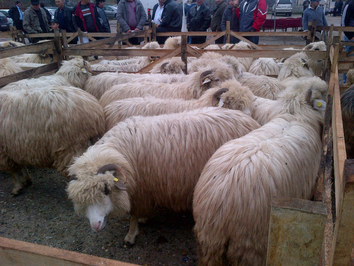 IMG-20131110-00896 - oi bale
