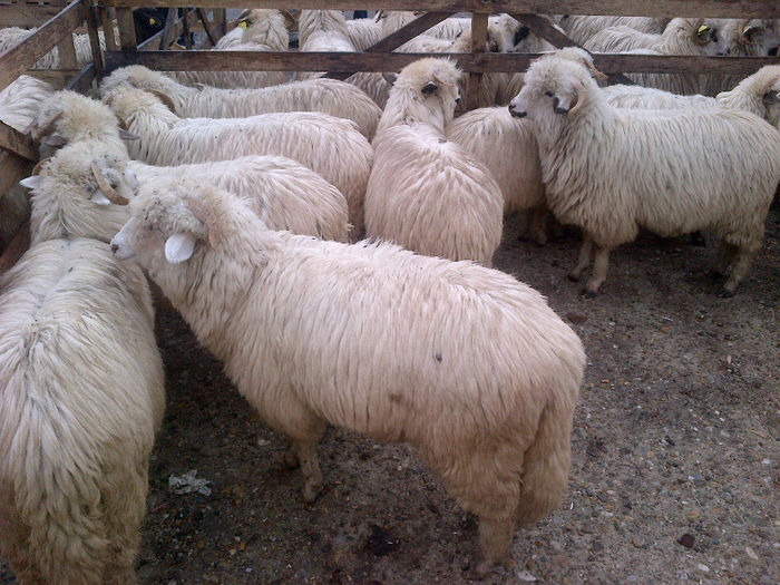 IMG-20131110-00901 - oi bale