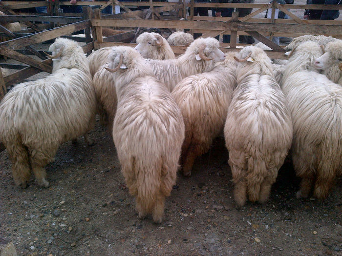 IMG-20131110-00904 - oi bale