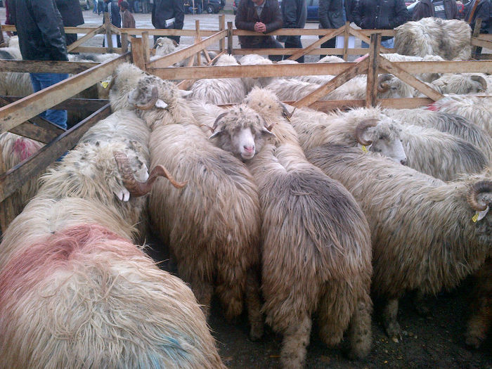 IMG-20131110-00907 - oi bale
