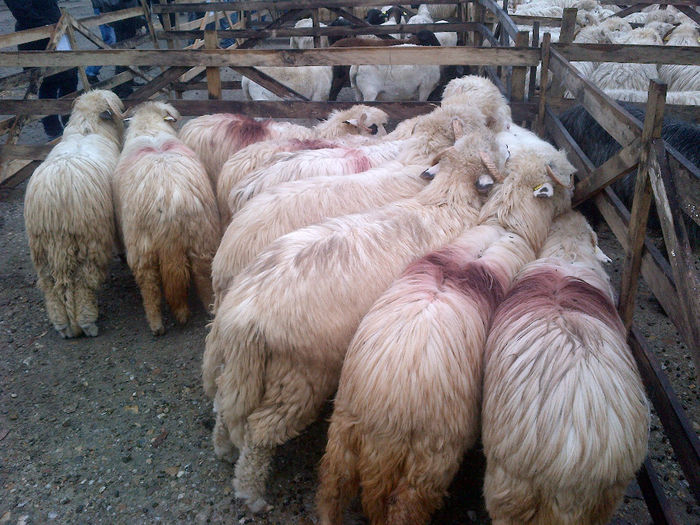 IMG-20131110-00916 - oi bale