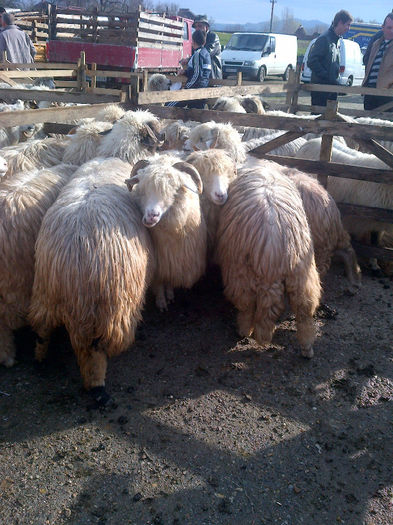 IMG-20131110-00917 - oi bale