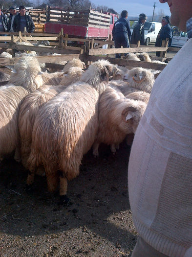 IMG-20131110-00918 - oi bale