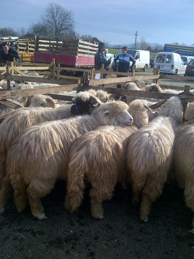 IMG-20131110-00922 - oi bale