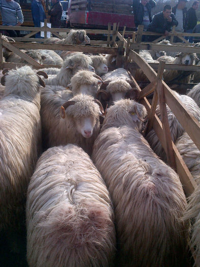 IMG-20131110-00924 - oi bale