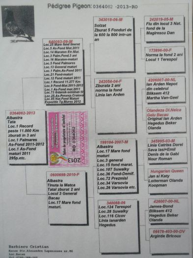 pui achizitionat 2013 - Cateva Pedigree