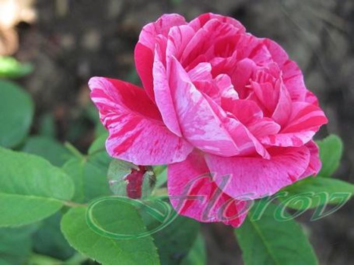 Florov 51