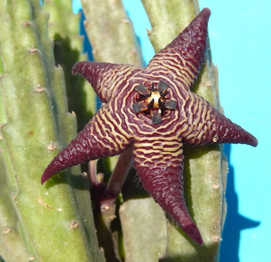 Stapelia cedrimontana