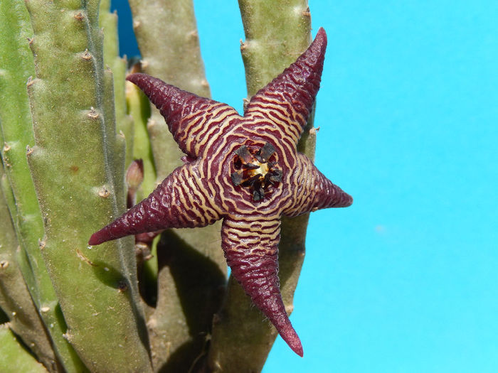 Stapelia cedrimontana - Stapelia