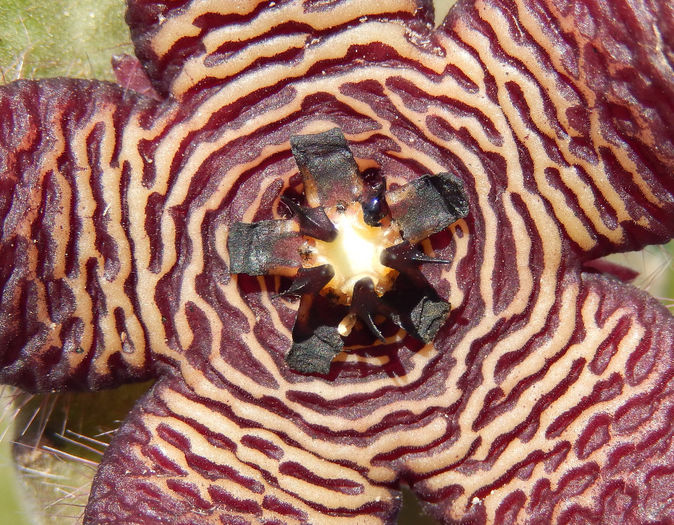 Stapelia cedrimontana