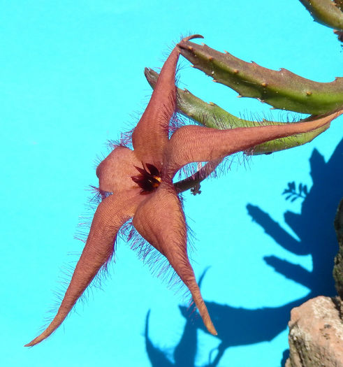 Stapelia schinzii - Stapelia