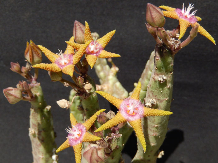 Stapelia flavopurpurea