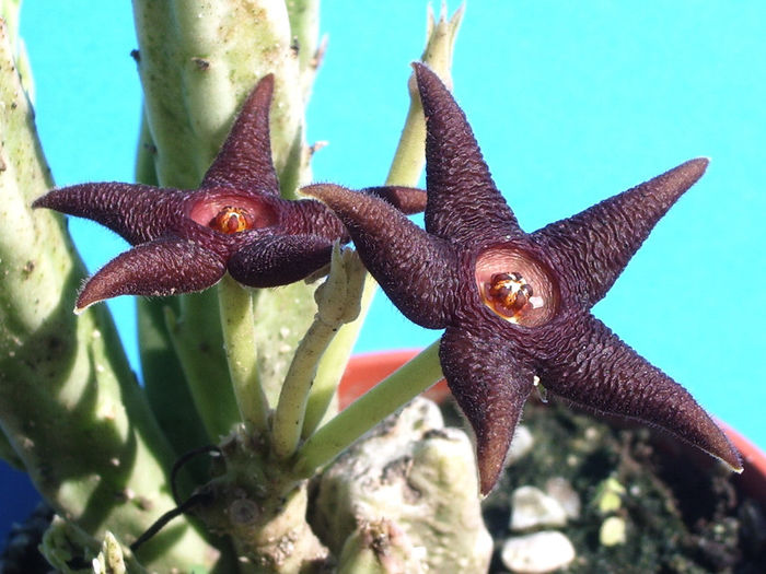 Stapelia longipedicelata - Stapelia