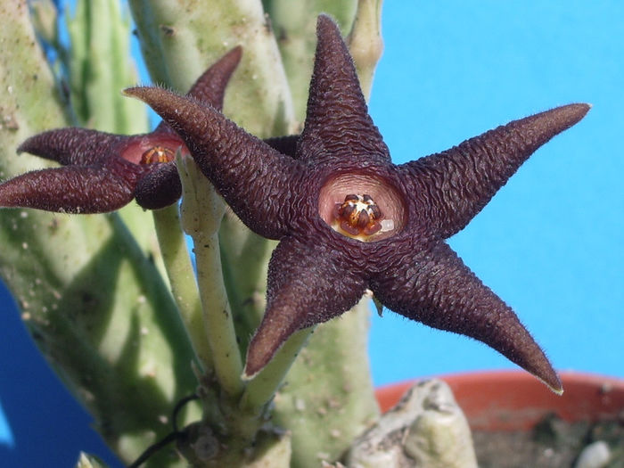 Stapelia longipedicelata - Stapelia