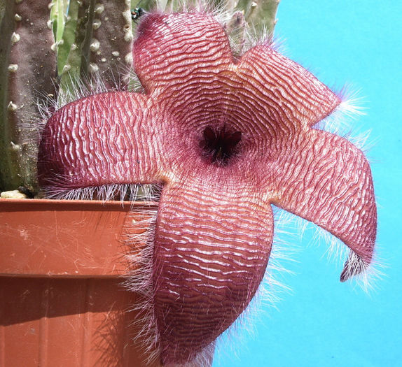 Stapelia grandiflora - Stapelia