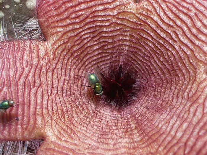 Stapelia grandiflora - Stapelia