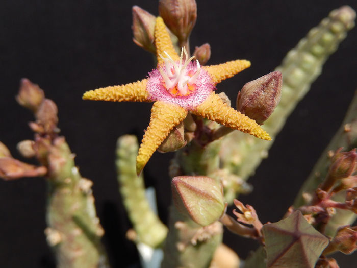 Stapelia flavopurpurea