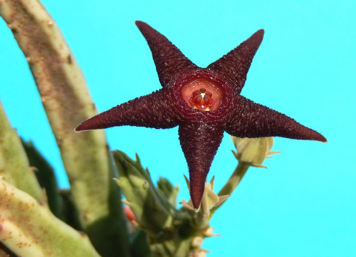 Stapelia longipedicelata - Stapelia