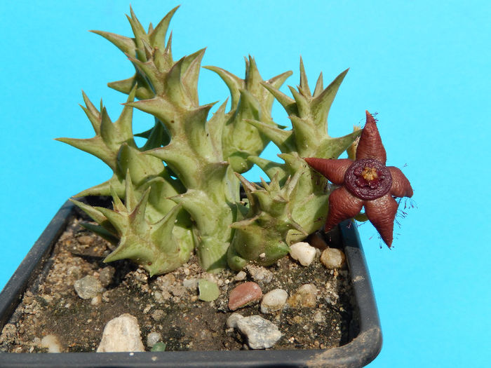 Orbea semota v. orientalis - Orbea