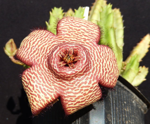 Stapelia montana