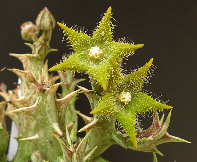 Orbea dummeri - Orbea