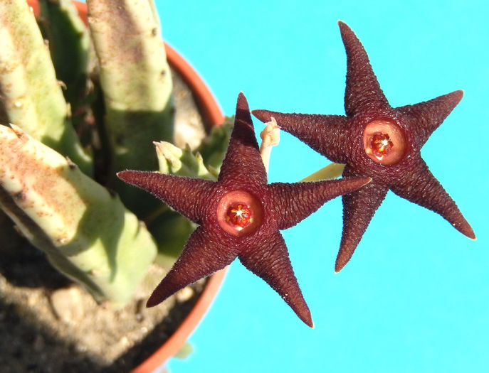 Stapelia longipedicelata - Stapelia