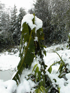 Musa Basjoo(Banan de iarna,-20C) pui - 45 lei - xPlante de vanzare in 2014