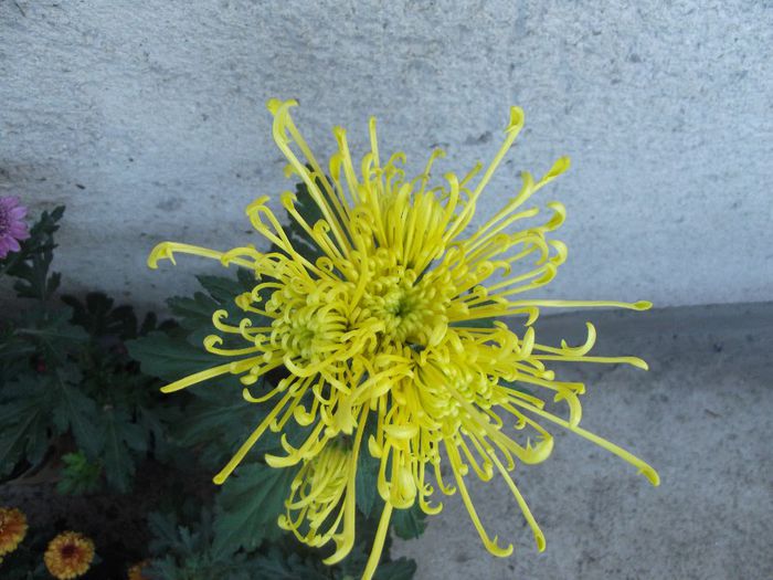 021 - Crizanteme 2013
