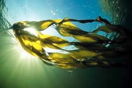alge marine1 - Algele marine -HAI TAI -Seaweed Hai Tai