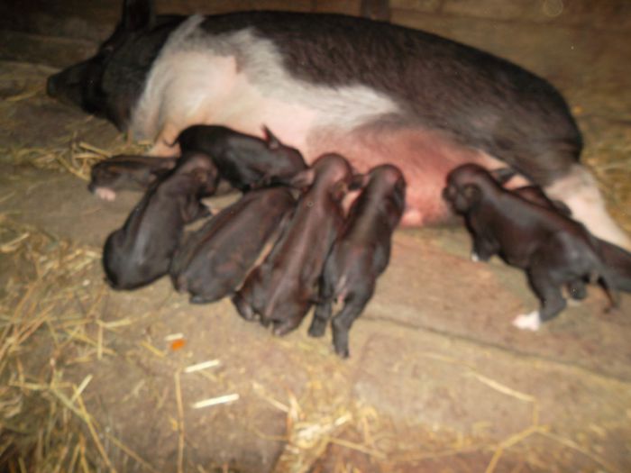 SAM_7542; Purcei de o zi
