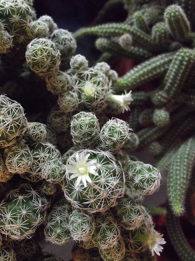 mammillaria gracilis 01 - Cactusi si suculente