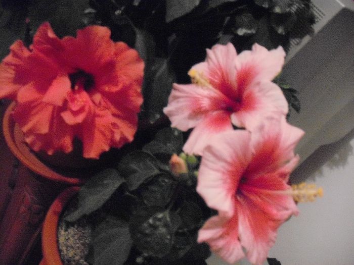 DSCF1670