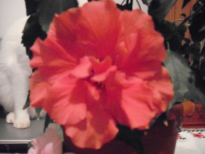 DSCF1675