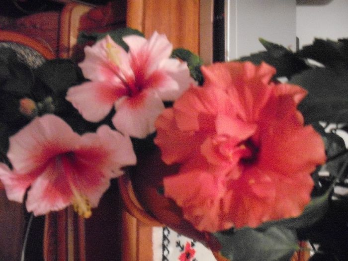 DSCF1676