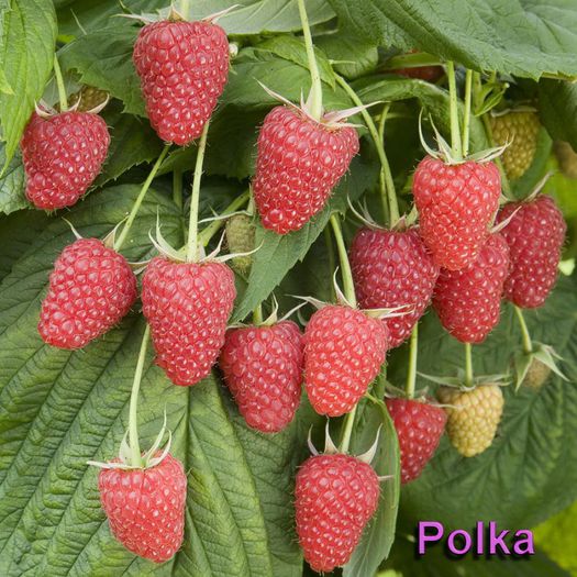 POLK21 - Zmeura soiul Polka