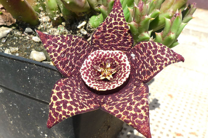  - Orbea variegata