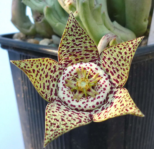  - Orbea variegata