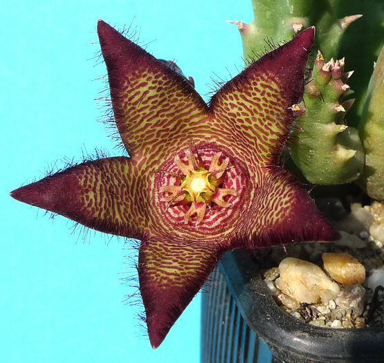 Stapelia montana - Stapelia