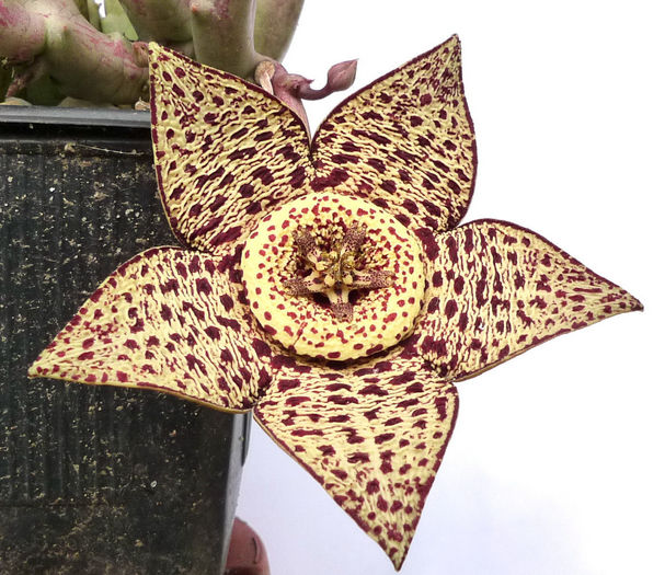  - Orbea variegata