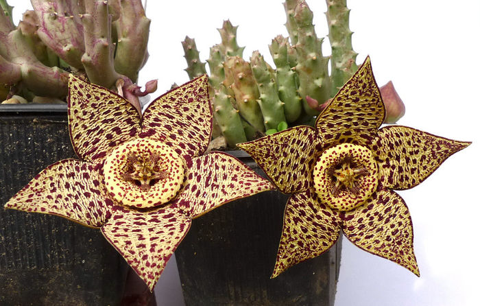  - Orbea variegata