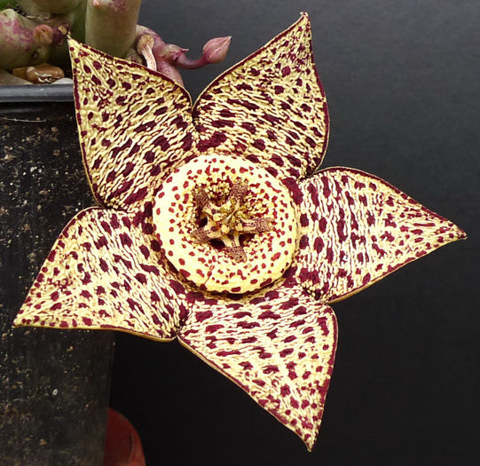  - Orbea variegata